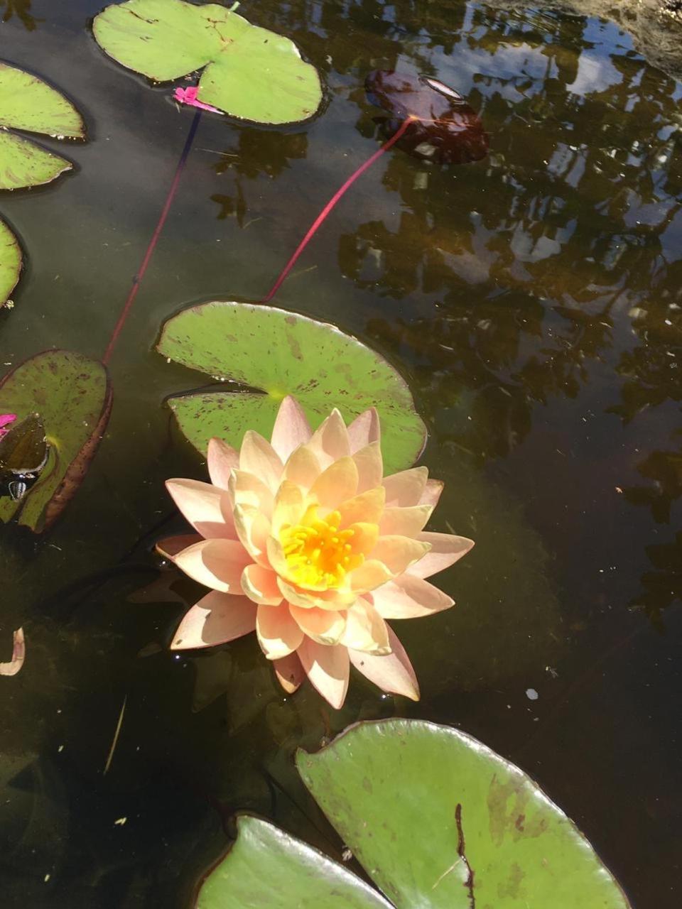 Flor Silvestre Villa Carpintería Eksteriør bilde